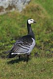 Barnacle Gooseborder=